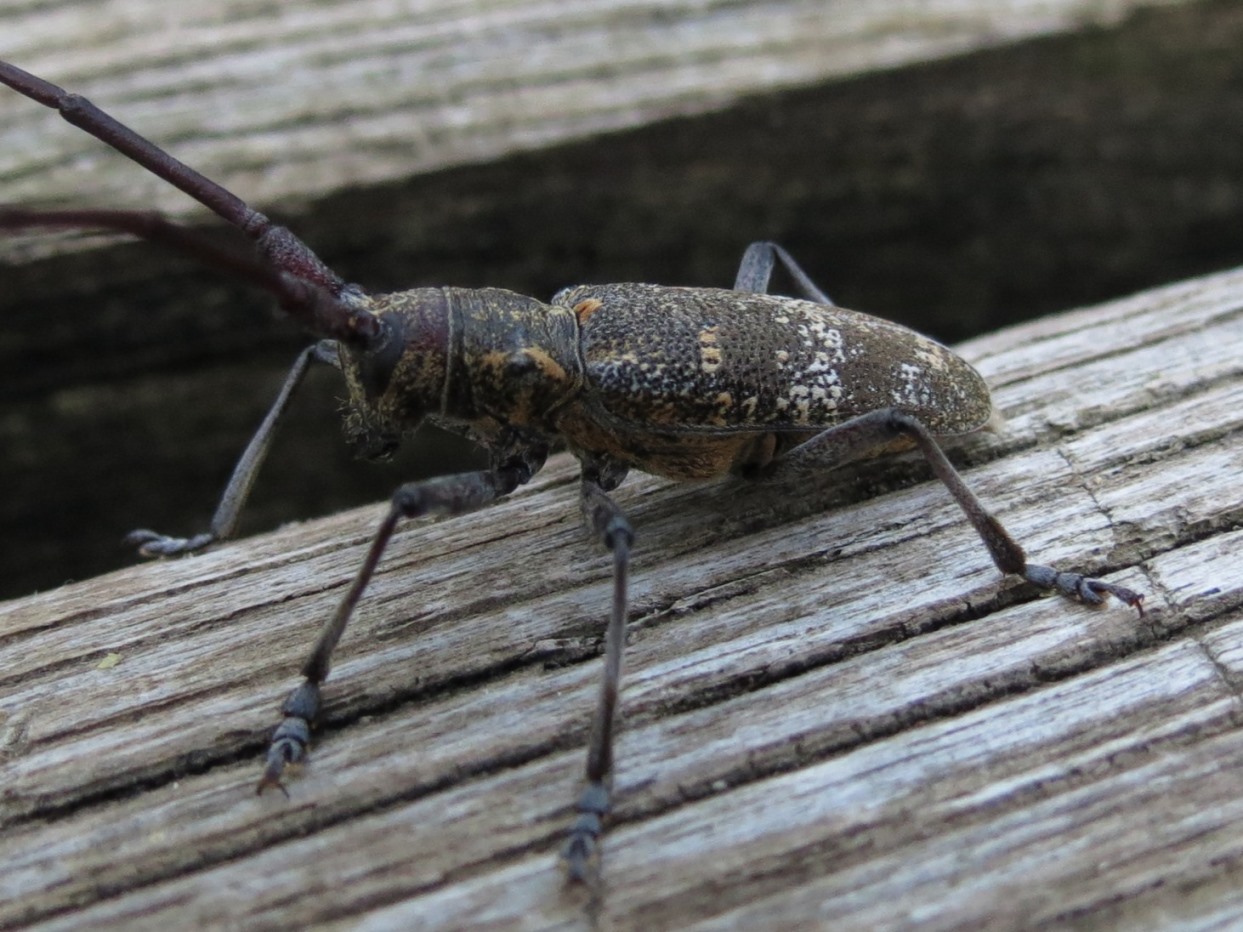Monochamus galloprovincialis, Cerambycidae