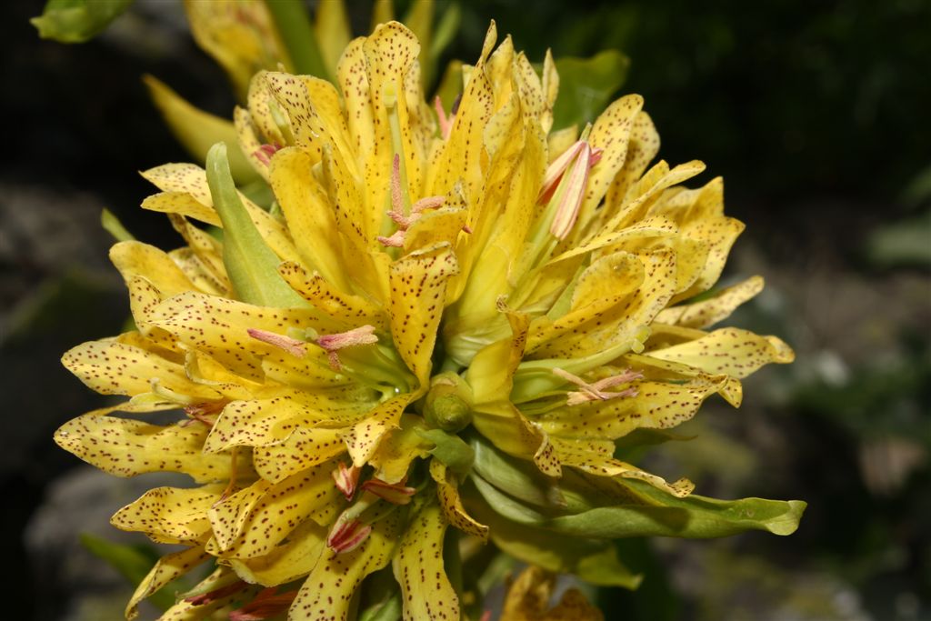 Gentiana x media (Gentiana burseri x Gentiana lutea)