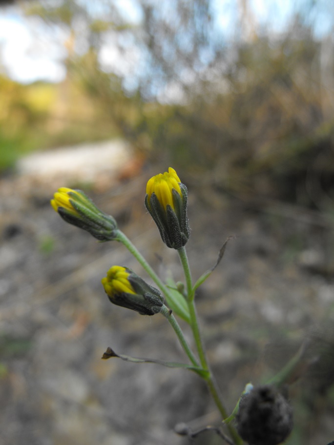 Hieracium sp.