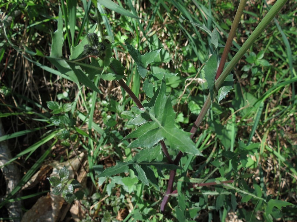 Asteracea - Soncus sp.