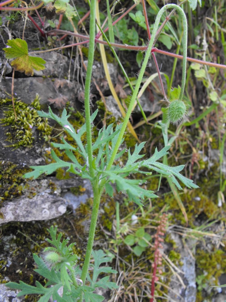 Papaver rhoeas / Papavero comune