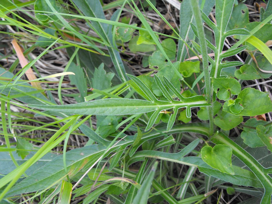 Knautia sp.