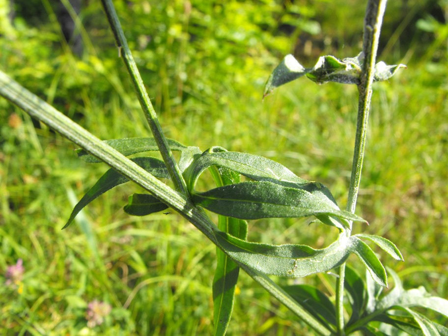 Centaurea scabiosa subsp. alpestris / Fiordaliso alpestre