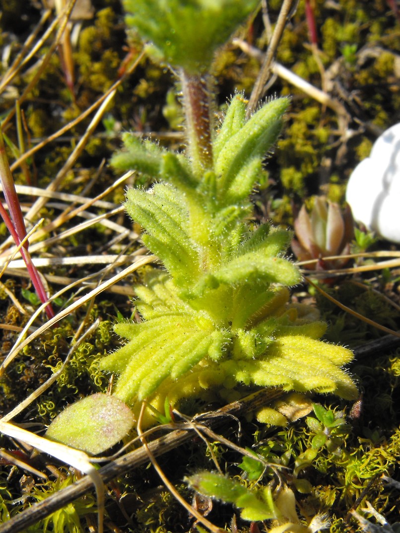 Parentucellia latifolia
