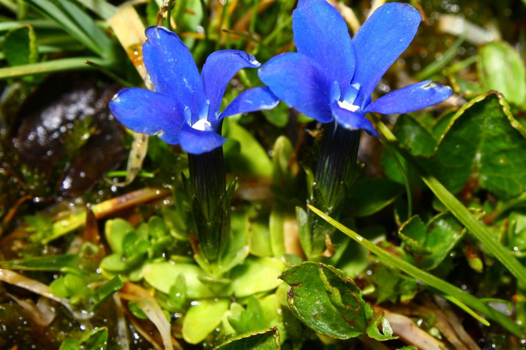 Gentiana da determinare - Gentiana cfr. brachyphylla