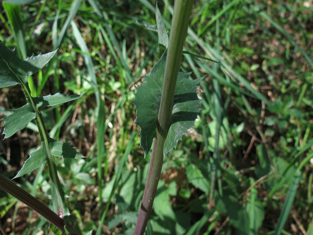 Asteracea - Soncus sp.
