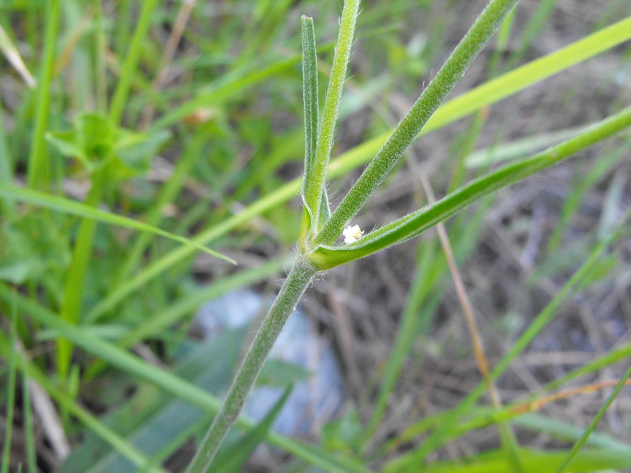Knautia sp.