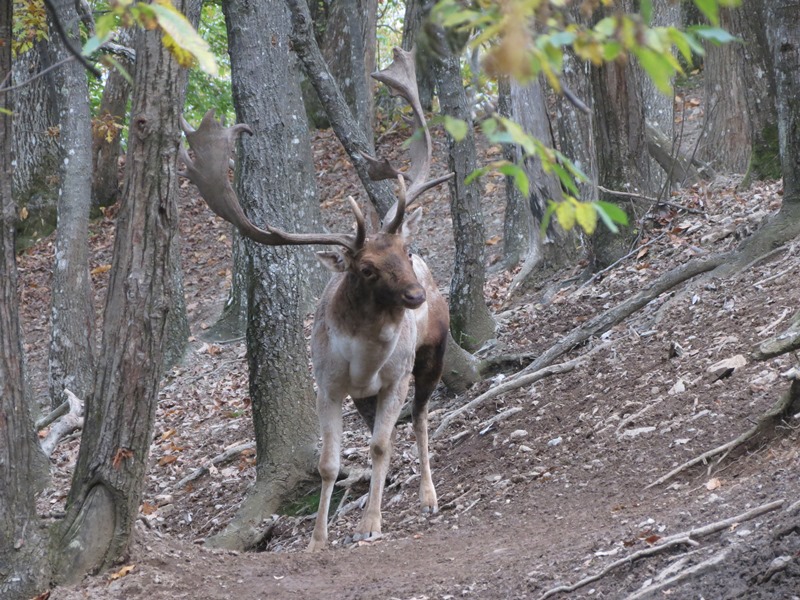 Daino: colorazione del mantello e altro...