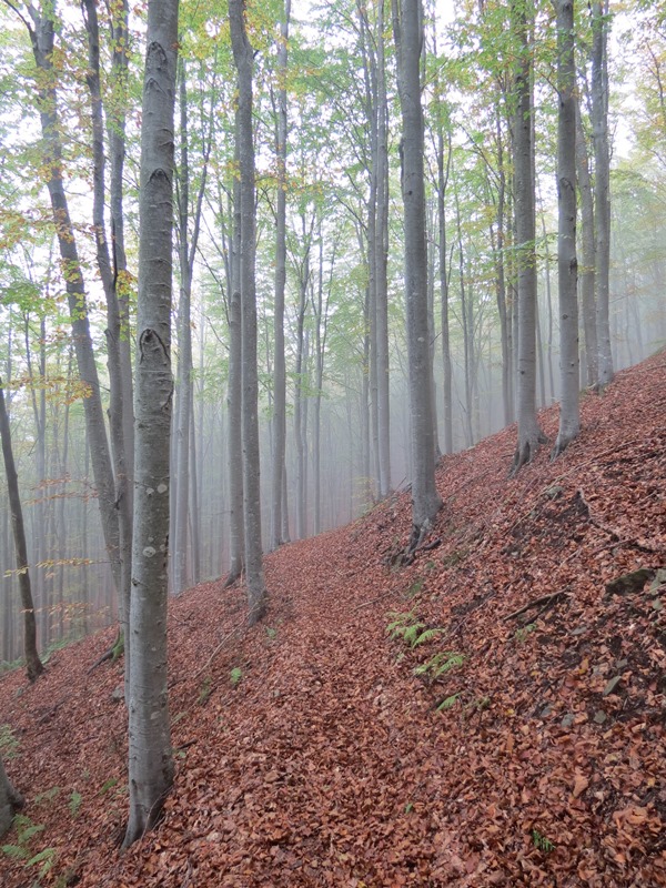 Anello della Faggeta del Monte Zatta (Appennino Ligure)