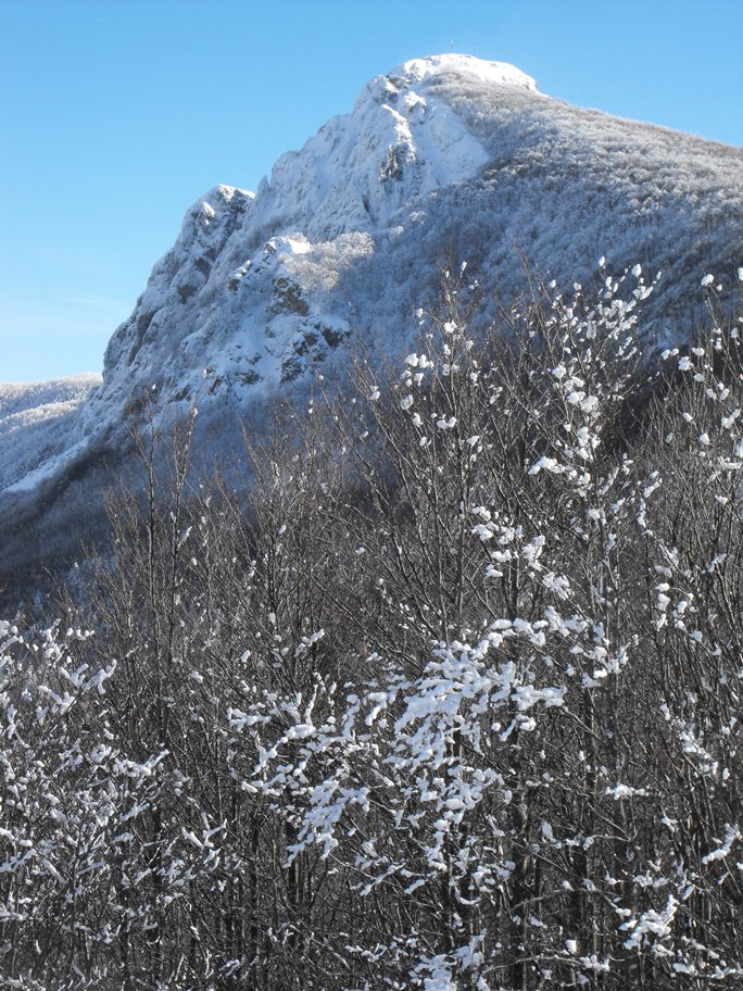 Alberi d''inverno... un invito
