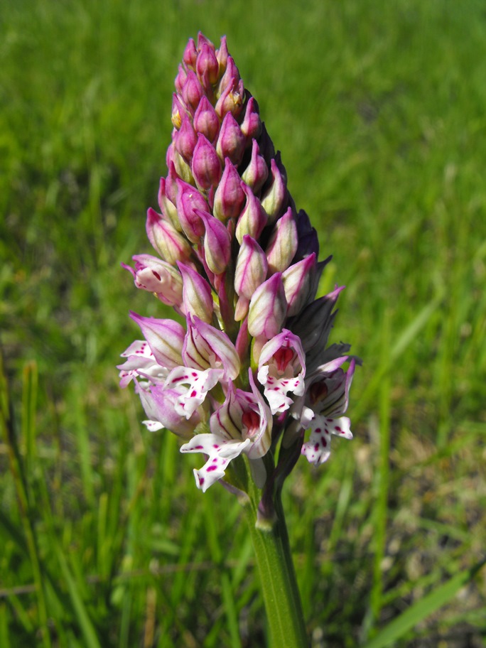 Ibrido da identificare