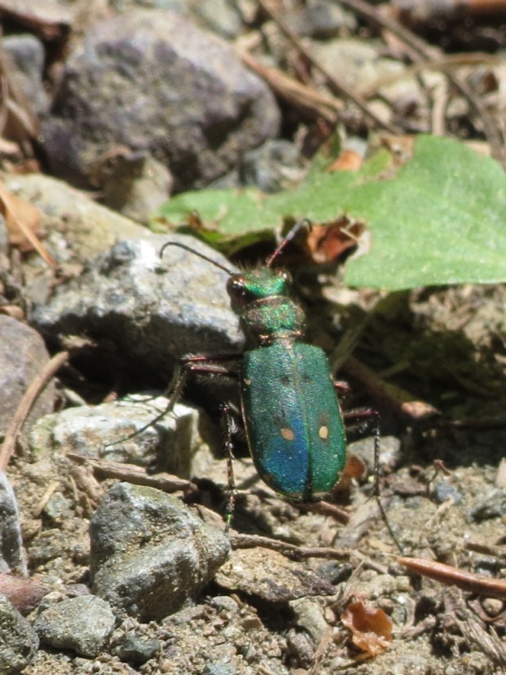 Cicindela campestris