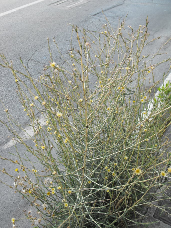 Lactuca saligna / Lattuga saligna