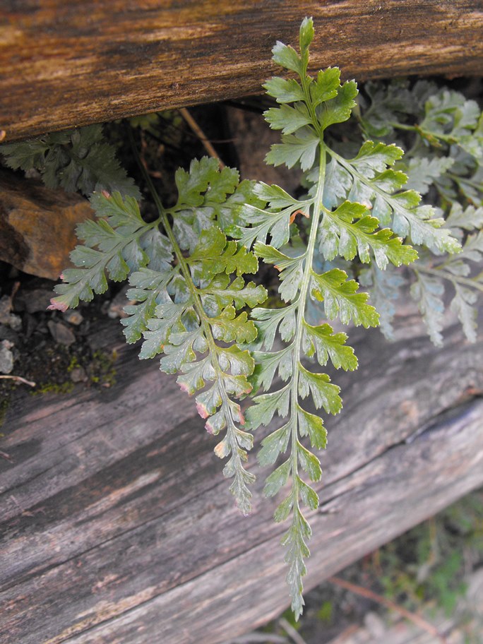 Asplenium onopteris