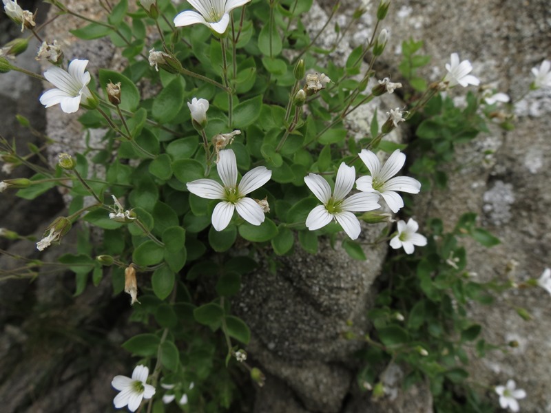 Arenaria bertolonii