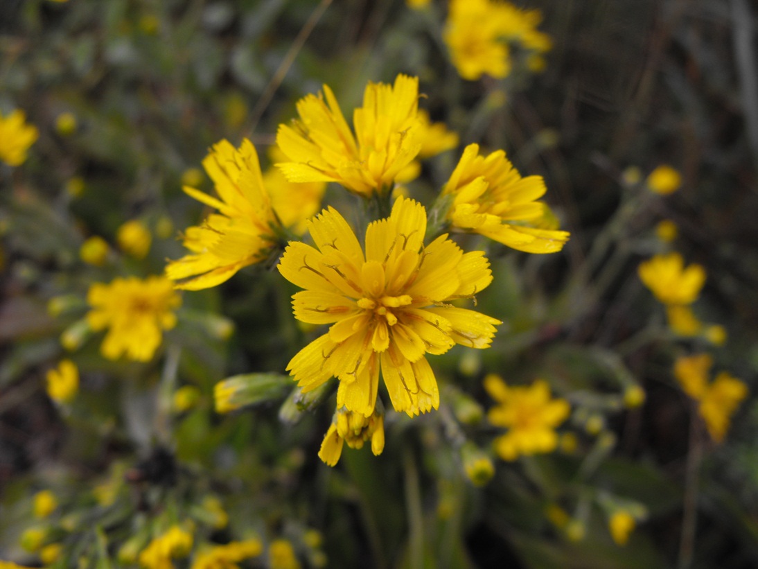 Asteracea da determinare - Hieracium sp.