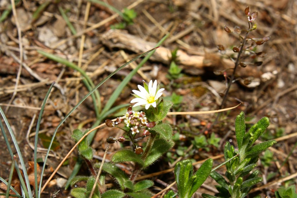 Da determinare - Cerastium sp.