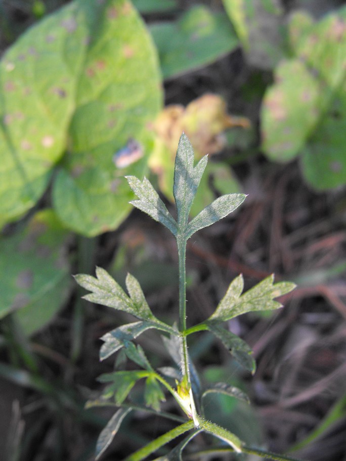 Daucus carota