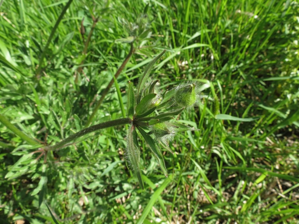 Ranunculus da determinare