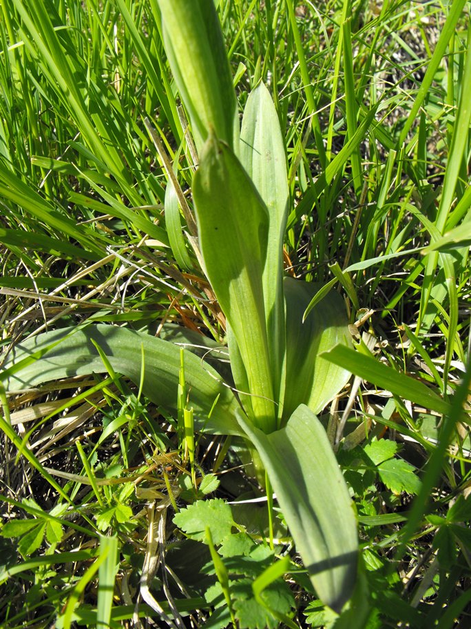 Ibrido da identificare