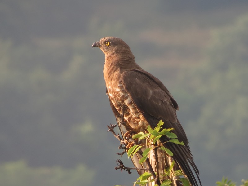 Poiana o falco pecchiaiolo?