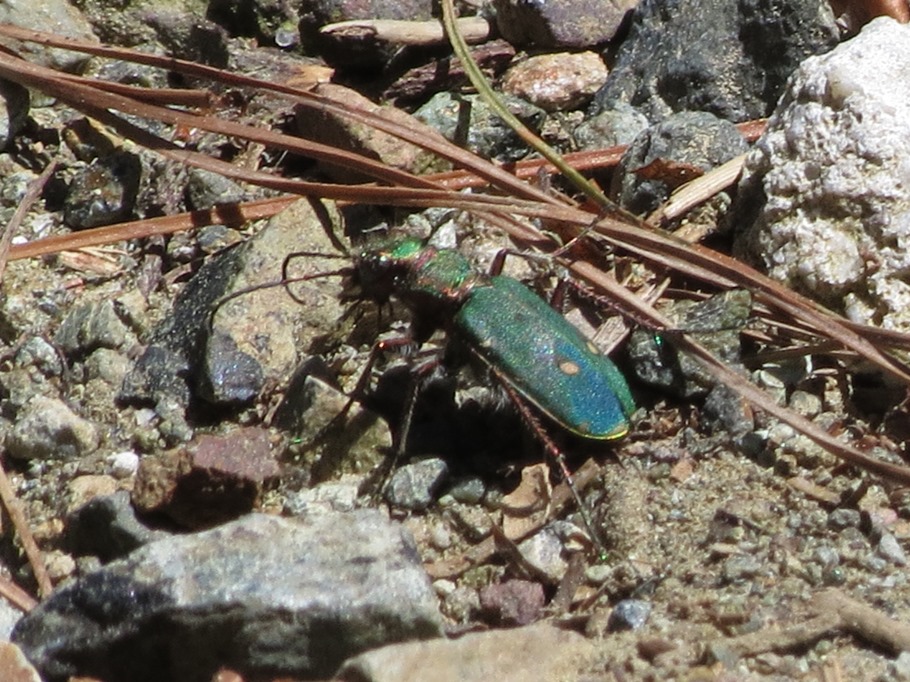 Cicindela campestris