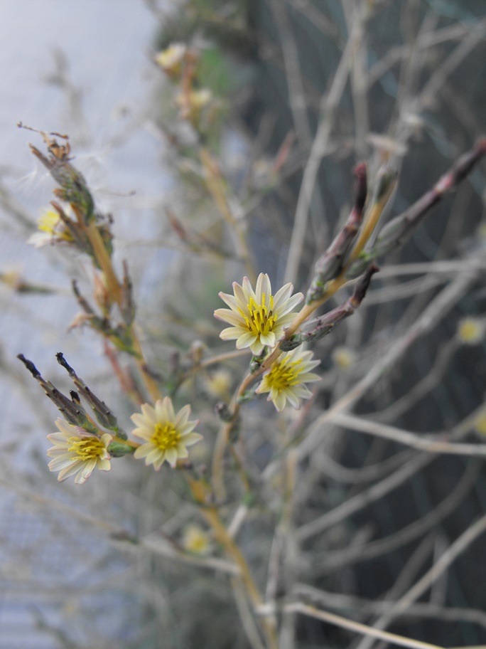 Lactuca saligna / Lattuga saligna