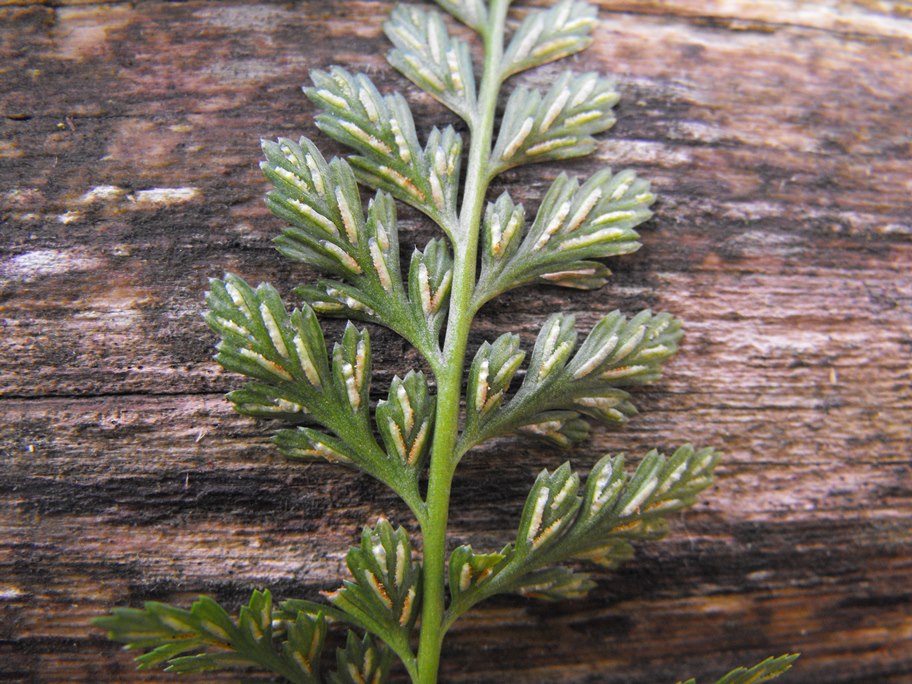 Asplenium onopteris