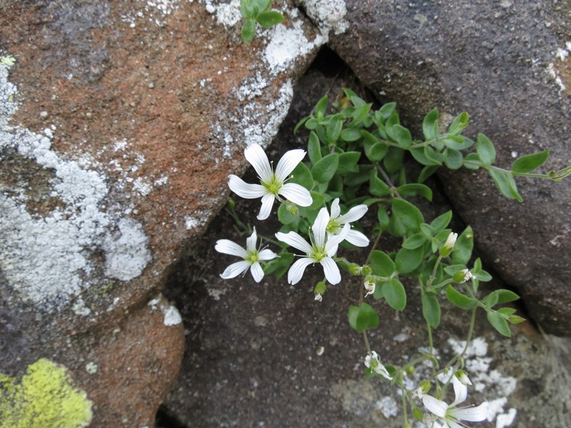 Arenaria bertolonii