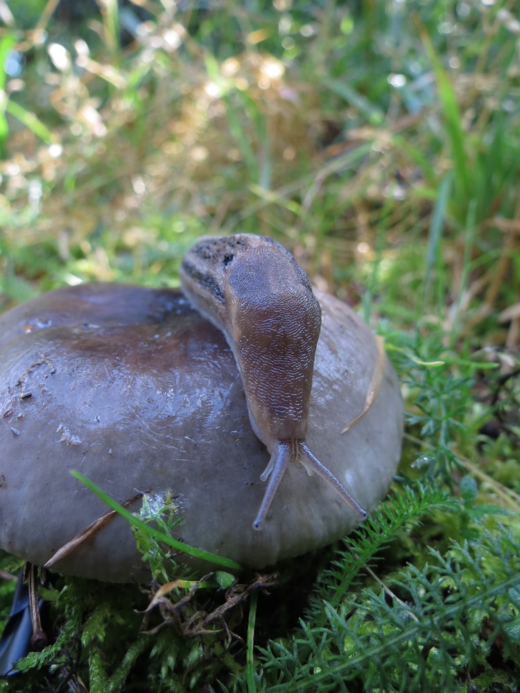 Limax da determinare