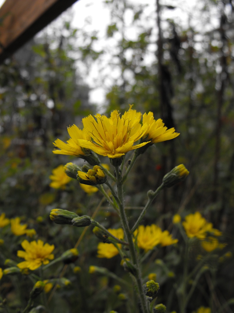 Asteracea da determinare - Hieracium sp.