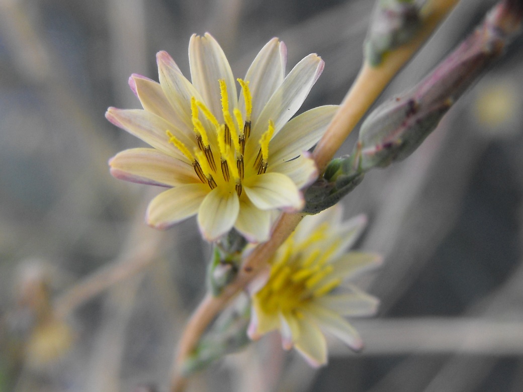 Lactuca saligna / Lattuga saligna