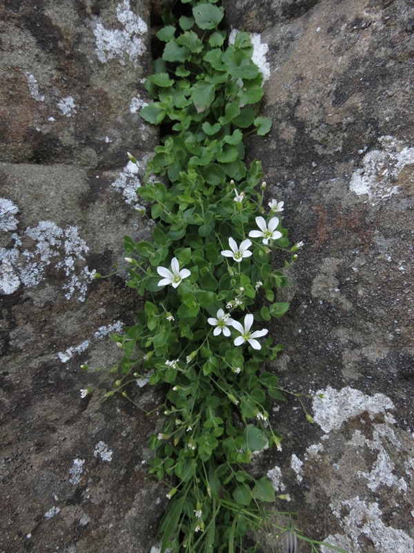 Arenaria bertolonii
