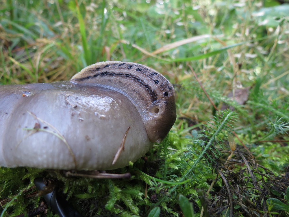 Limax da determinare