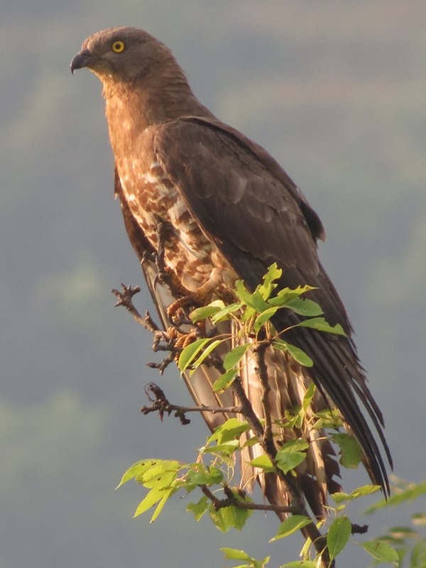 Poiana o falco pecchiaiolo?
