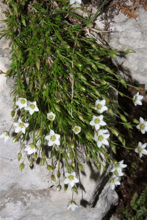 Da determinare . cfr. Minuartia verna