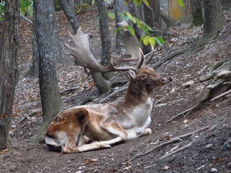 Daino: colorazione del mantello e altro...