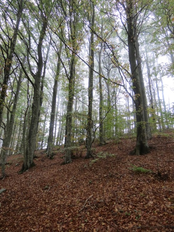 Anello della Faggeta del Monte Zatta (Appennino Ligure)