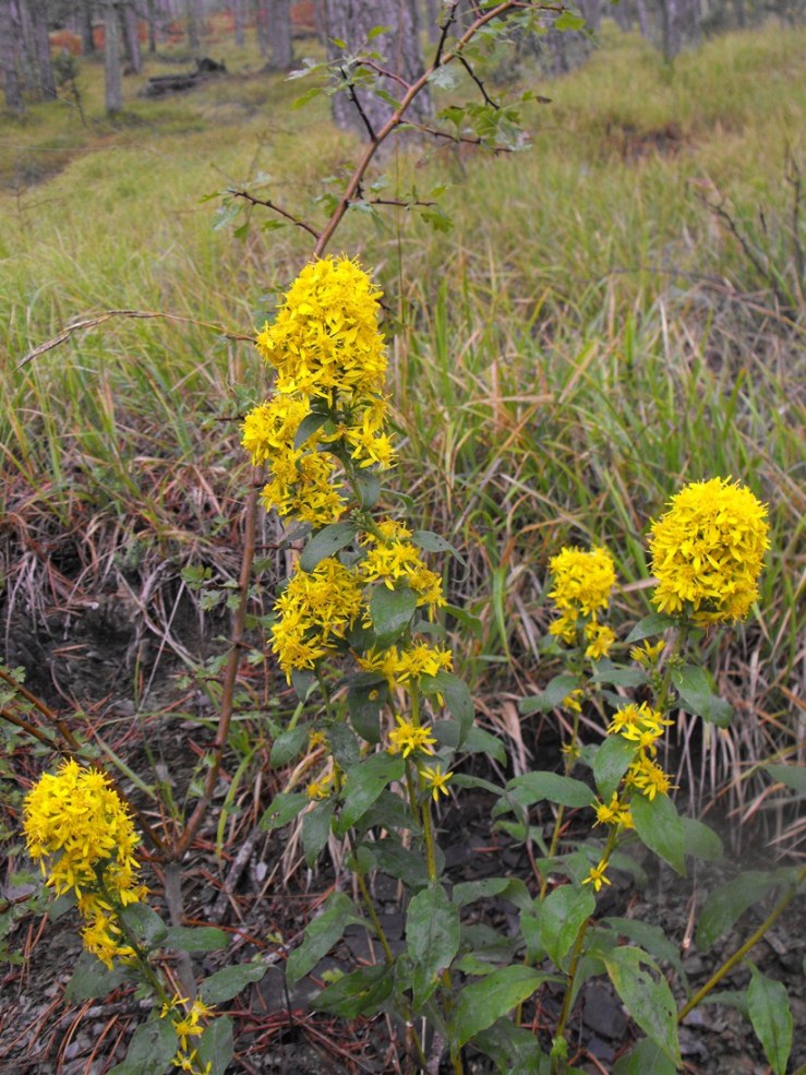 Solidago virgaurea / Verga d''oro comune
