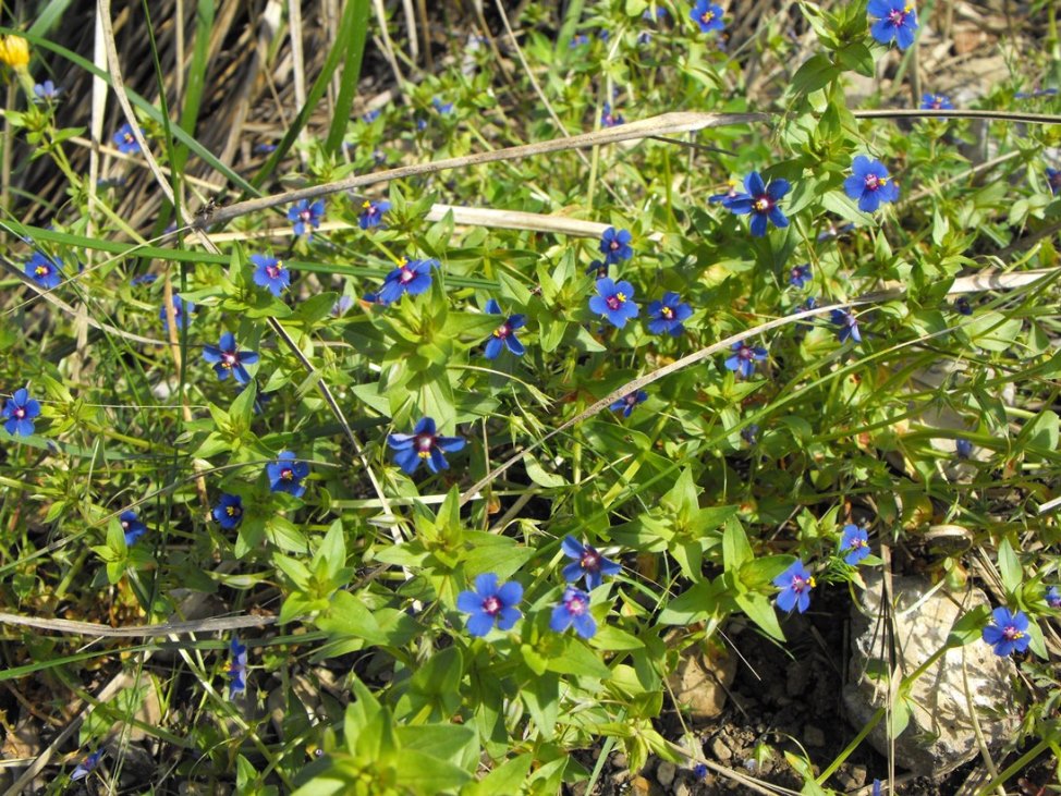 Lysimachia (=Anagallis) arvensis