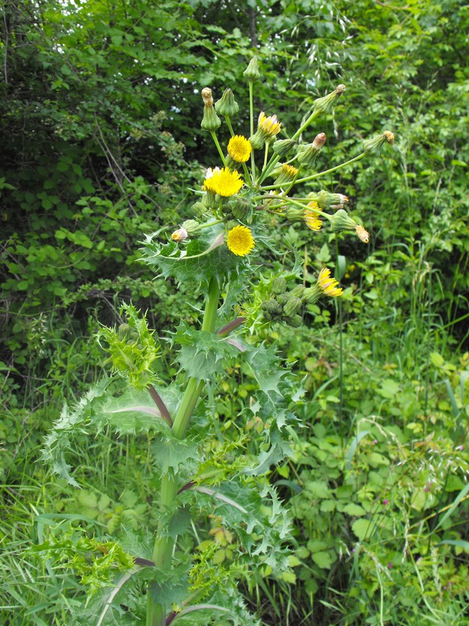 Sonchus asper / Grespino spinoso