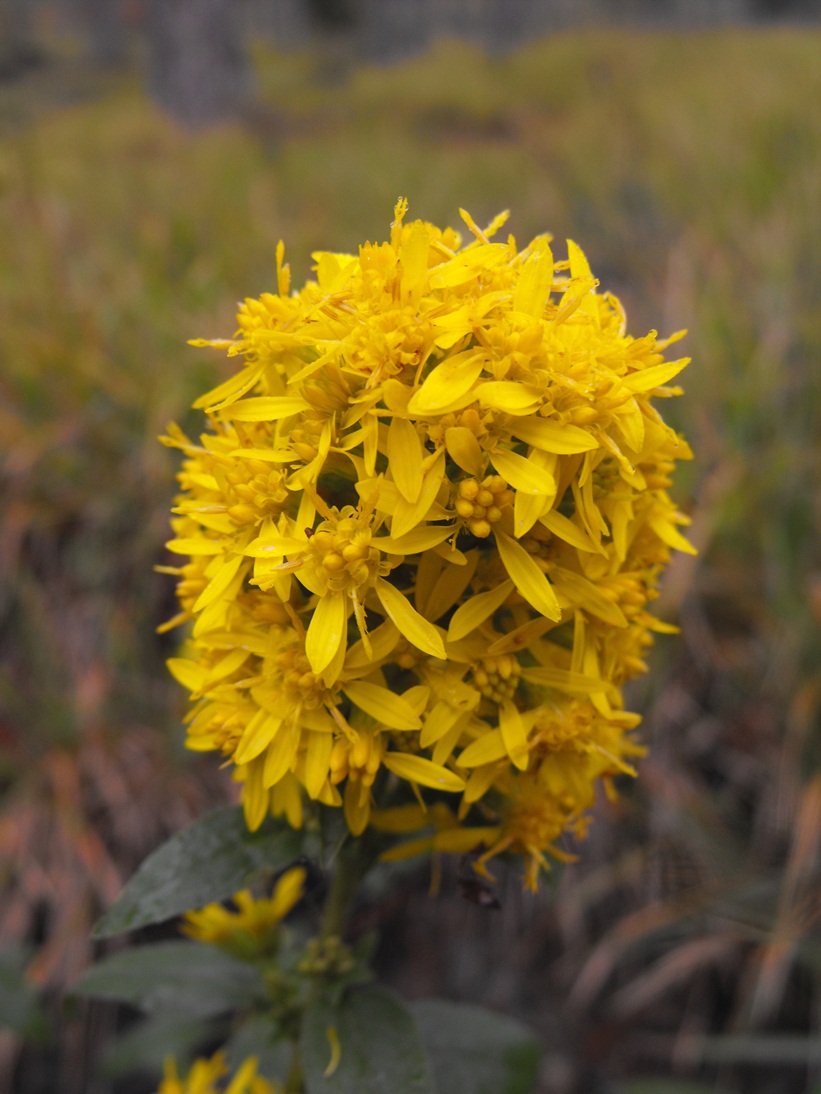 Solidago virgaurea / Verga d''oro comune