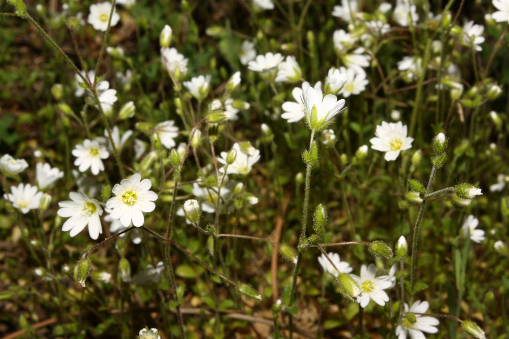 Cerastium ligusticum