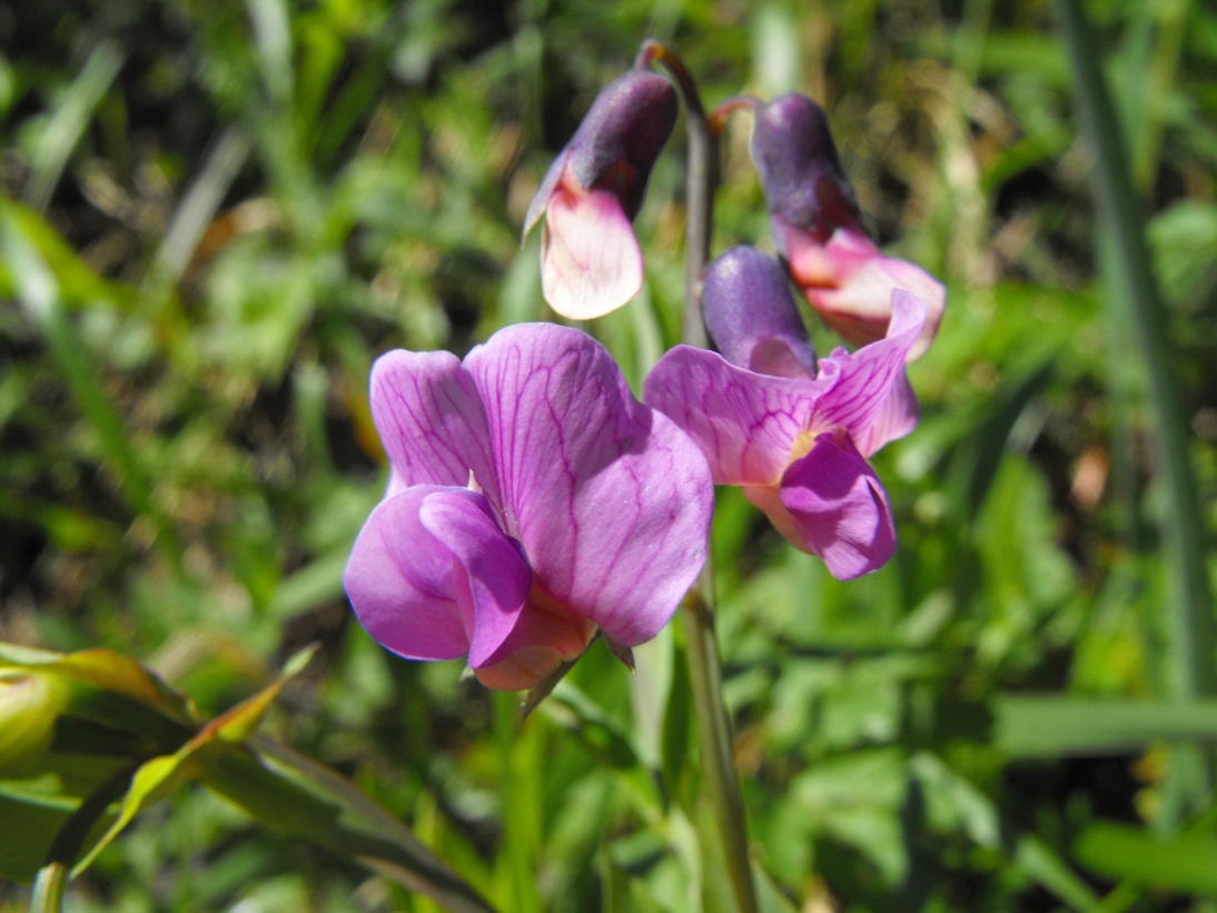 Leguminosa - Lathyrus sp.
