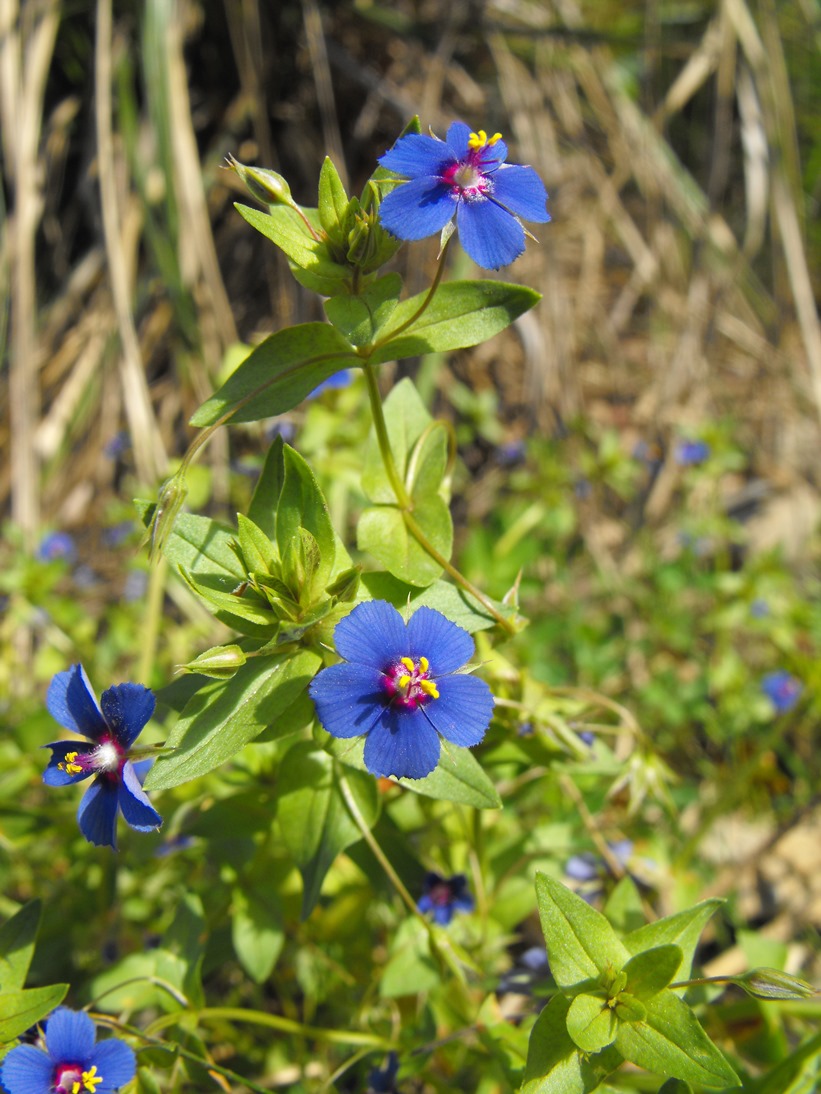 Lysimachia (=Anagallis) arvensis