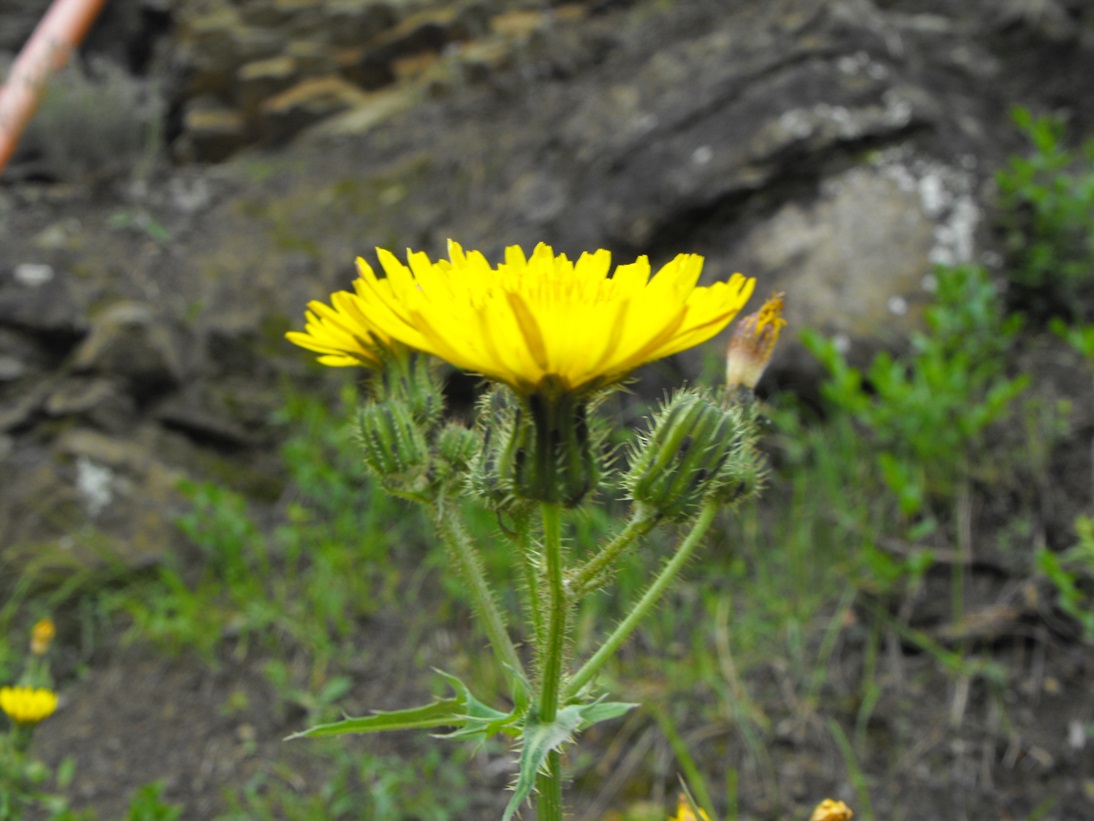 Asteracea - Sonchus sp.