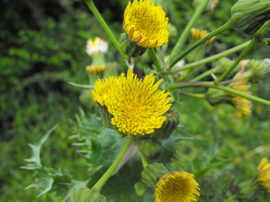 Sonchus asper / Grespino spinoso