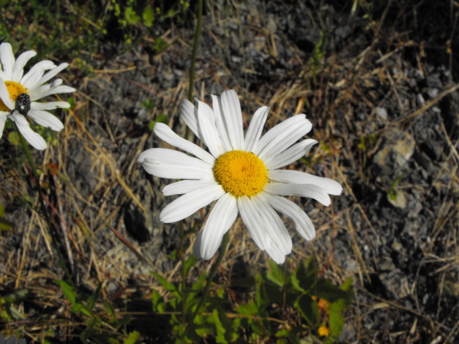 Leucanthemum vulgare / Margherita diploide