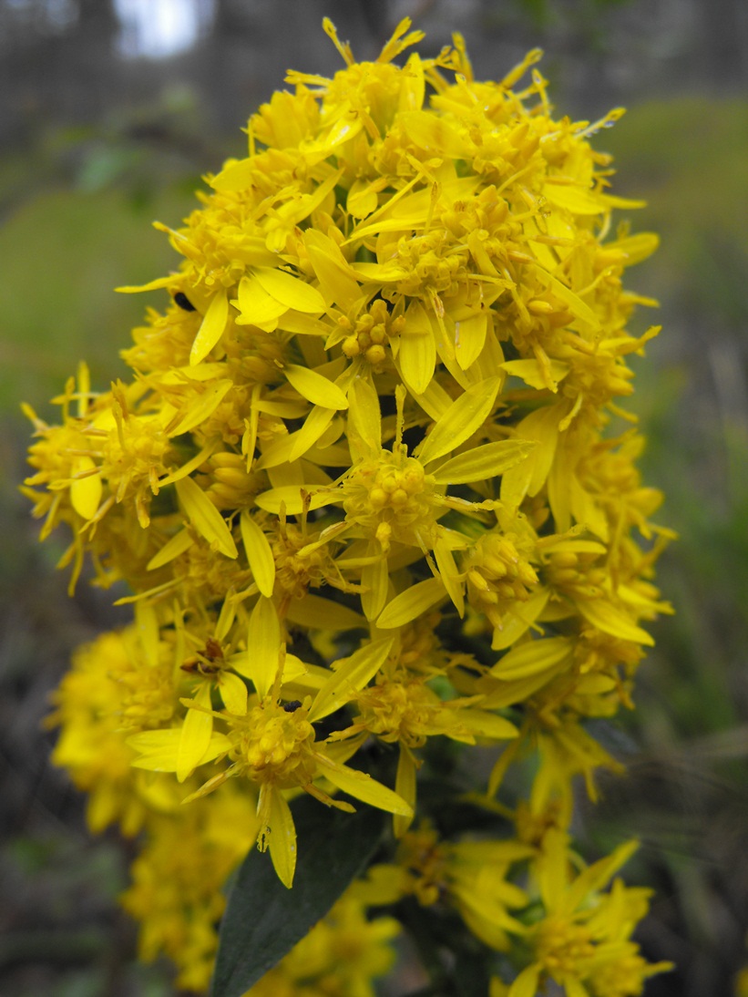Solidago virgaurea / Verga d''oro comune