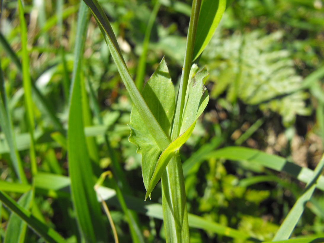 Leguminosa - Lathyrus sp.